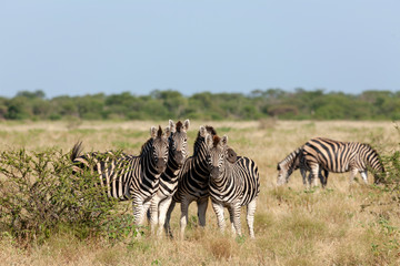 Obraz na płótnie Canvas Plains zebra (Equus quagga, prev. Equus burchellii), aka common zebra, Burchell's zebra or quagga. North West Province. South Africa