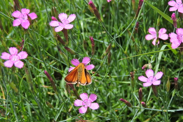 An orange butterfly on a pink carnation, the essex skipper, the small skipper - obrazy, fototapety, plakaty