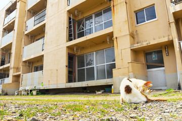 Ruined apartment building with a cat in Ikeshima, Nagasaki, Japan