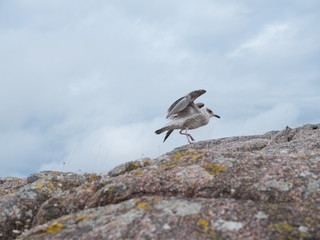 Herring gull lands on a coastal rock