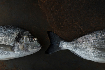 Dorado Fish on old iron background