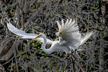 Great Egret (ARDEA alba) in nuctal plumage, in flight