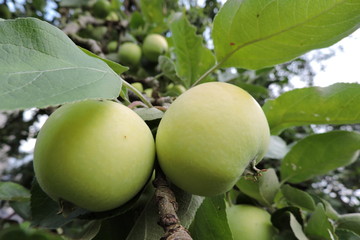 Yellow and green apples ripening on an apple tree branch © E-lona