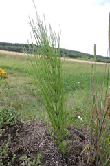 The field horsetail, common horsetail