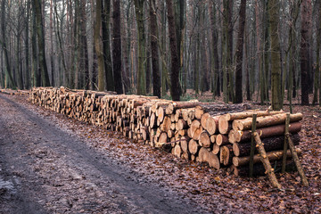 Felled trees in the forest, Masovia, Poland.