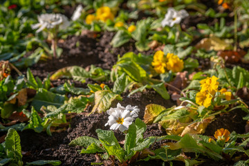 Naklejka na ściany i meble Primroses in a flowerbed, on a sunny winters day