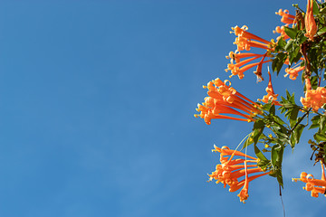 Beautiful orange flowers or Pyrostegia venusta in garden