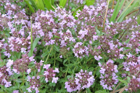 Thymus in bloom in a meadow