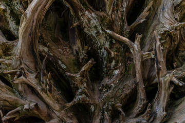 Nahaufnahme von Baumwurzeln mit Dornen, Sequoia Park, Kalifornien, USA