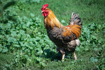 rooster on grass