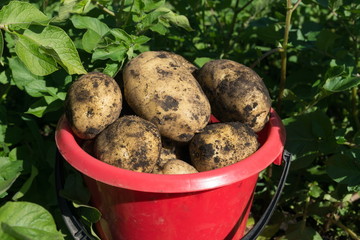 A red plastic bucket stands filled with white potatoes among green potato haulm. Close-up.