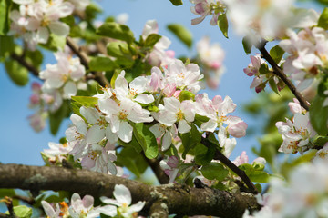 blooming Apple tree