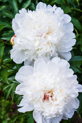 flowering peonies in the garden