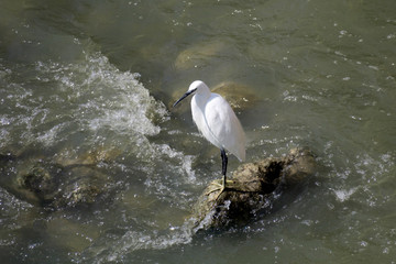 Wei&szlig;er Silberreiher in Wasser auf Fisch Futter Suche