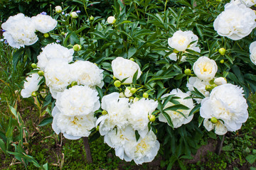 flowering peonies in the garden