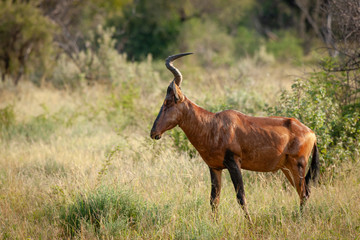 Red hartebeest (Alcelaphus buselaphus caama or Alcelaphus caama). North West Province. South Africa