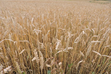 A field of ripe wheat - obrazy, fototapety, plakaty