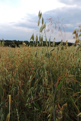 A close-up of ripening ears of oat and the field of ripe and ripening oat in the background - obrazy, fototapety, plakaty