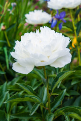 Obraz premium flowering peonies in the garden