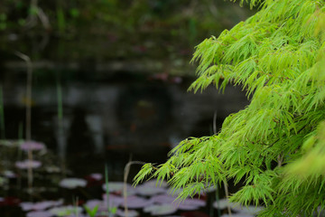 Fächer-Ahorn (Acer palmatum)  Pflanze am Gartenteich