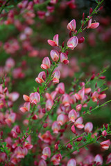 Ginster (Cytisus)  Blüte,  rotblühend 