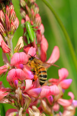 Honigbiene (Apis mellifera) auf Blüte