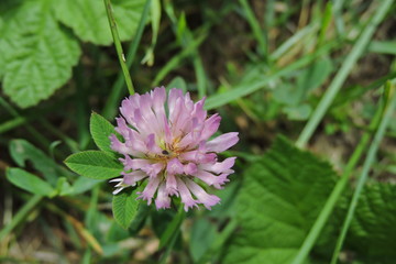 The red clover flower