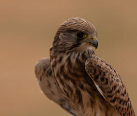 Kestrel looking right