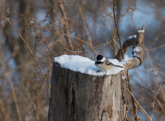 Chickadee in Winter