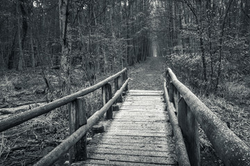 Fototapeta premium Wooden bridge in Kabacki forest, Masovia, Poland