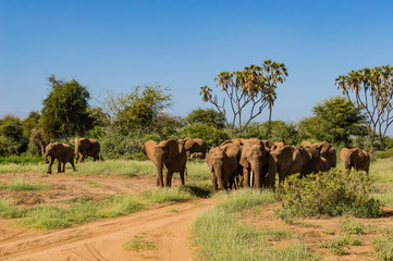 Fototapeta na wymiar Herd elephants in the savannah