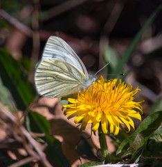 butterfly on flower 