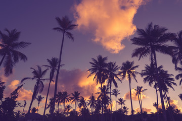 Fototapeta na wymiar Palm tree silhouettes in sunset.