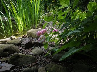 View of the sunny pond with green high irises from the shady shore. Large beautiful stones by the pond and blooming hydrangea bush. There is a place for text. Selective focus.