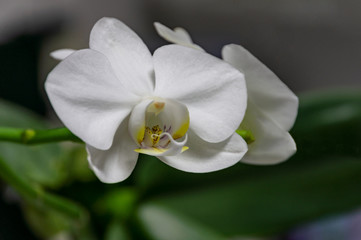 Macro of beautiful white phalaenopsis orchid flower head Phalaenopsis known as the Moth Orchid or Phal on the grey background with green leaves. Selective soft focus.