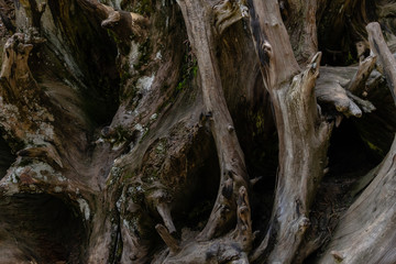Fototapeta na wymiar Nahaufnahme von spitzen Baumwurzeln, Sequoia Park, Kalifornien, USA