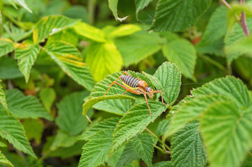 Ephippiger ephippiger.