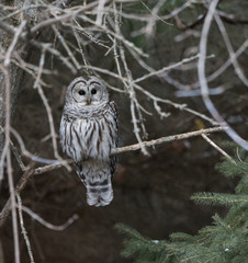Barred Owl in Winter