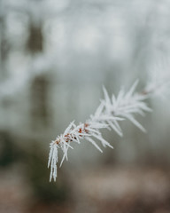 A frozen branch