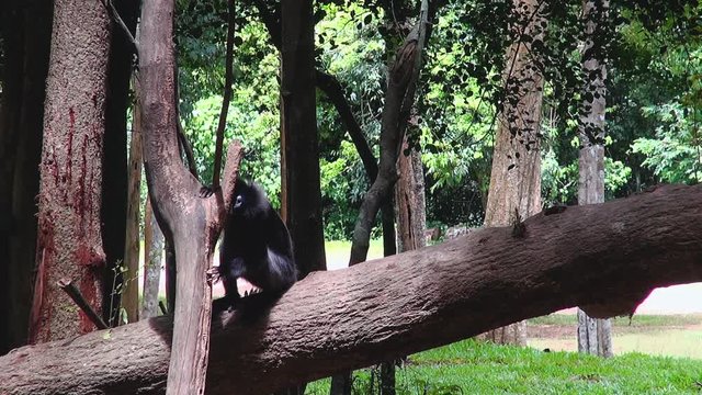 A Gray langur or Hanuman langur (semnopithecus obscurus), also known as 'Dusky Leaf Monkeys', cleans and sharpens his teeth on a hardwood tree.