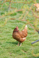 Primptemps poule volaille