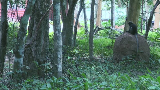 A Gray langur or Hanuman langur (semnopithecus obscurus), also known as 'Dusky Leaf Monkeys' is attacked by a playful troop member while sitting quietly on a termite mound.