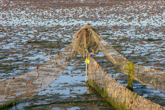 Fischreuse bei Ebbe