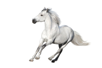 White  horse gallops on white background