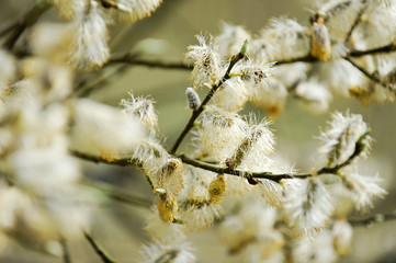 primptemps climat saison chattons