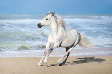 White horse run gallop along the beach