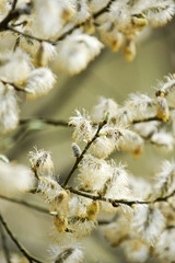 primptemps climat saison chattons