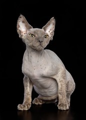 Sphinx cat isolated on Black Background in studio