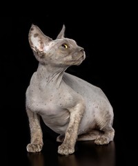 Sphinx cat isolated on Black Background in studio