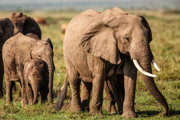 elephant family on the savannah of the Masai Mara National Reserve in Kenya